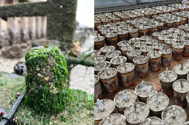 Vật liệu sinh học Xiriton tiềm năng thay thế bê tông trong công trình ven biển