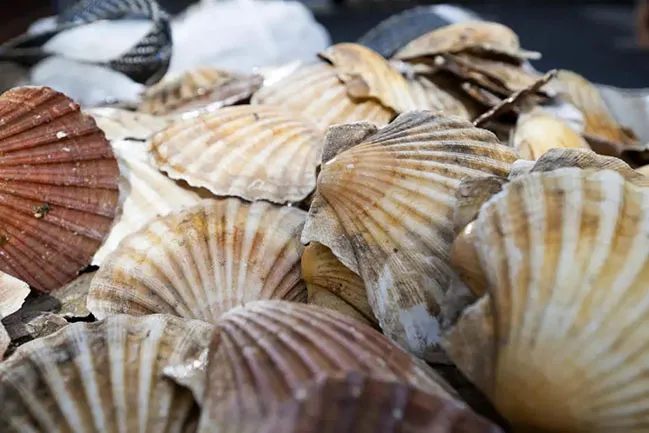 Tận dụng vỏ sò bỏ đi thay thế một phần xi măng trong sản xuất bê tông ít carbon.