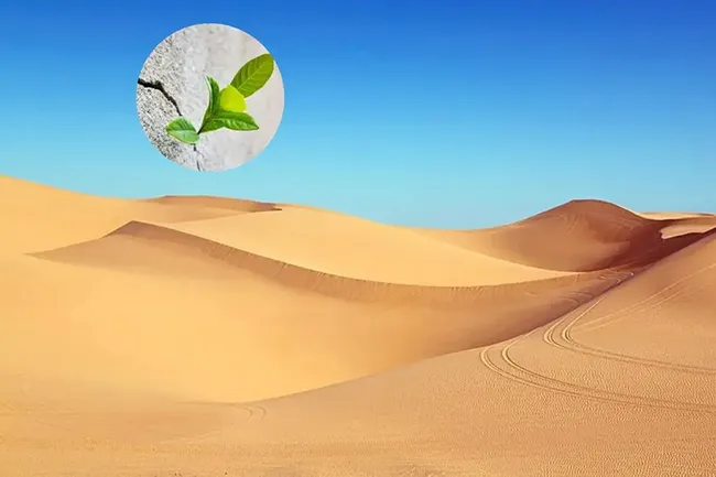 B&ecirc; t&ocirc;ng từ c&aacute;t sa mạc v&agrave; phụ gia c&oacute; nguồn gốc thực vật mở ra hướng tiếp cận mới cho vật liệu x&acirc;y dựng.